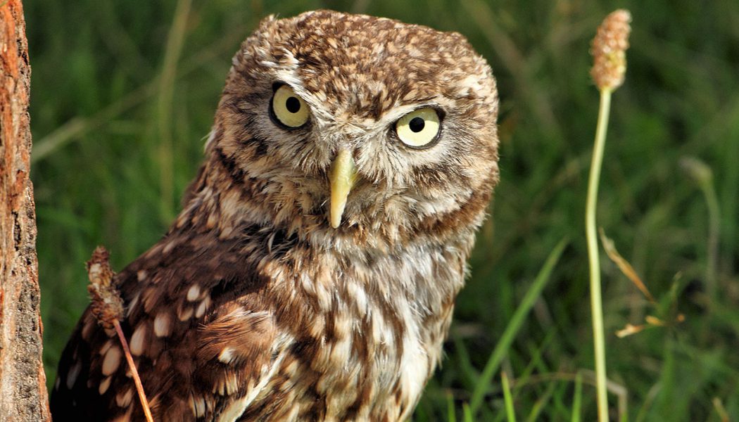 How does an Owl see clearly at night?