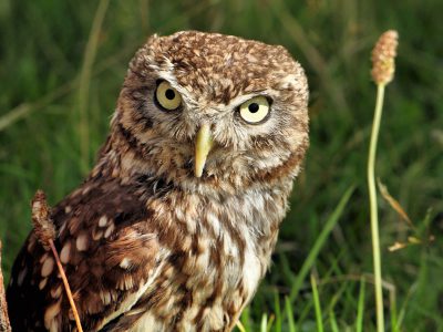 How does an Owl see clearly at night?