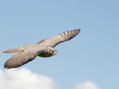 Falconry – Sport of the Skies