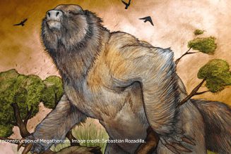 3.58 Million Year-Old Megatherium Fossil Discovered