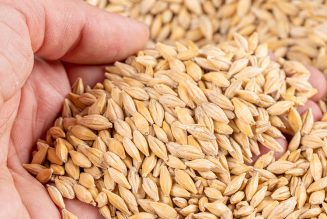 Whole Grain Vs Refined Grain