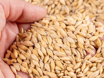 Whole Grain Vs Refined Grain