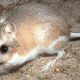 Kangaroo Rat – Animal that never drinks Water