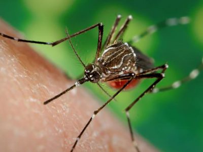 Mosquitoes and our Health