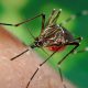 Mosquitoes and our Health