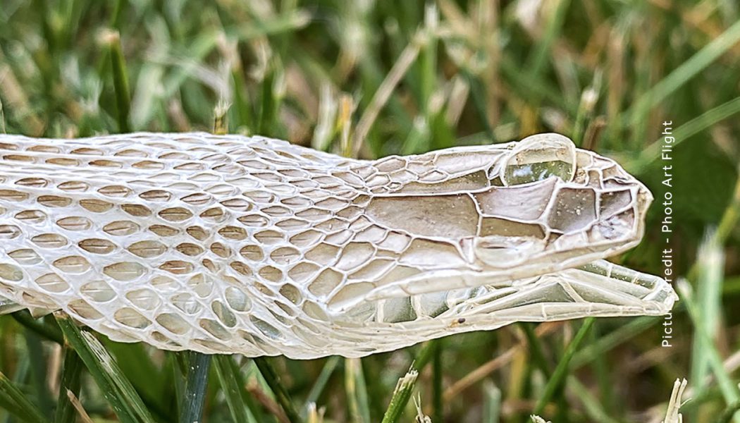 Why do Snakes shed their skin?