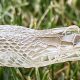 Why do Snakes shed their skin?