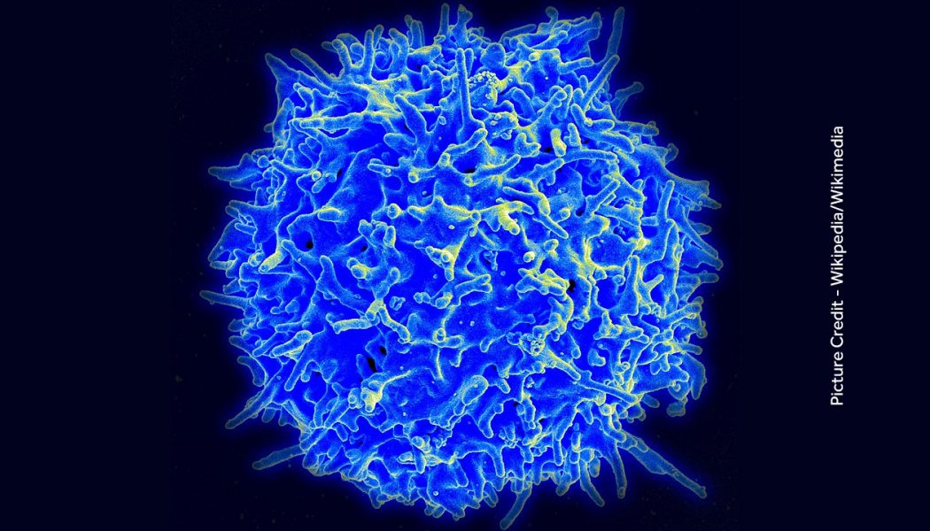 T Cells – What are they?