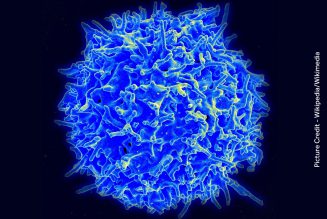 T Cells – What are they?